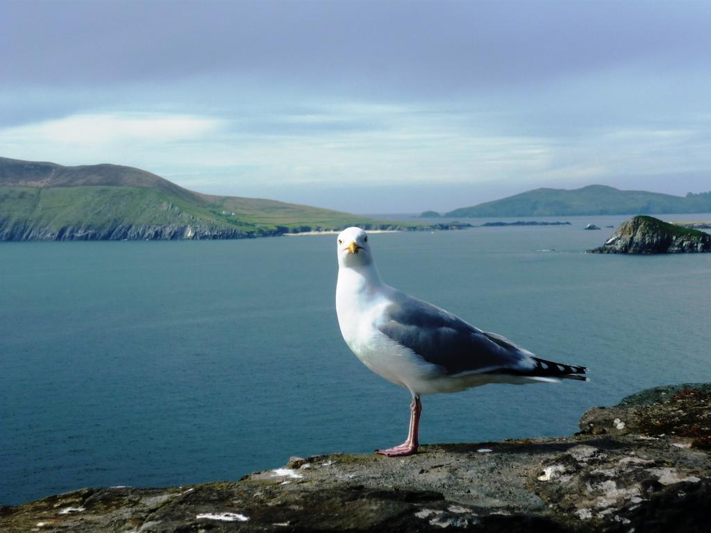 Cill Bhreac House B&B Dingle Exterior foto